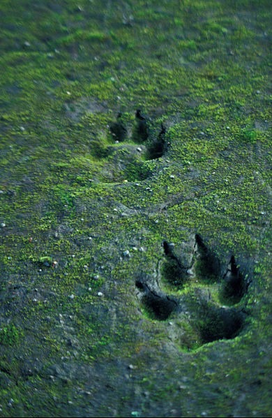 390px-Canis_lupus_tracks_in_sand.jpg