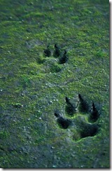 390px-Canis_lupus_tracks_in_sand_thumb.jpg