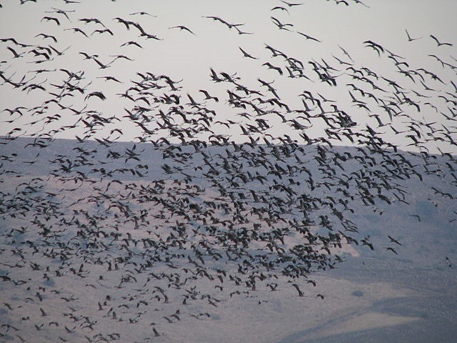 640px-GreyCranesHula02.jpg