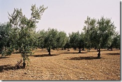 320px-Rocche-di-Cusa-bjs-4_thumb.jpg