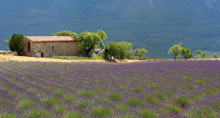 Landscape_Provence_France_1.jpg