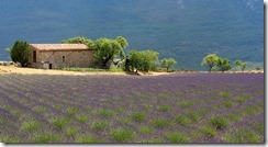 Landscape_Provence_France_1_thumb.jpg