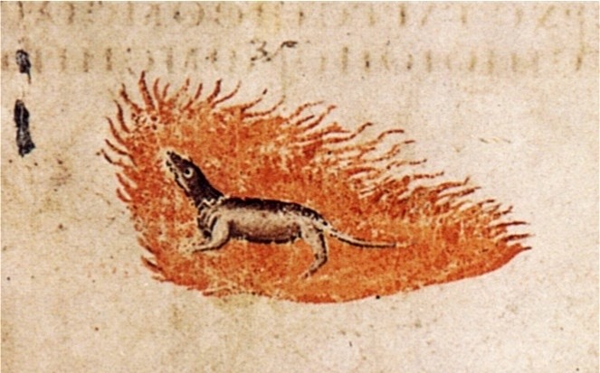 Salamander_Wiener_Dioskurides.jpg