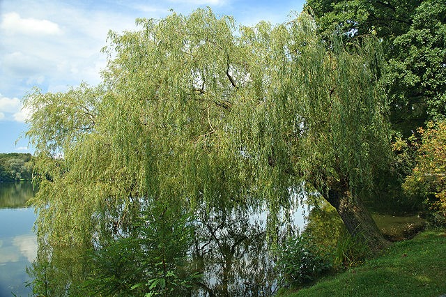640px-Salix_x_sepulcralis_aka.jpg