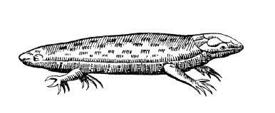 Aldrov_tatzelwurm.jpg