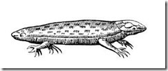 Aldrov_tatzelwurm_thumb.jpg