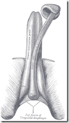 Gray1154_thumb.png