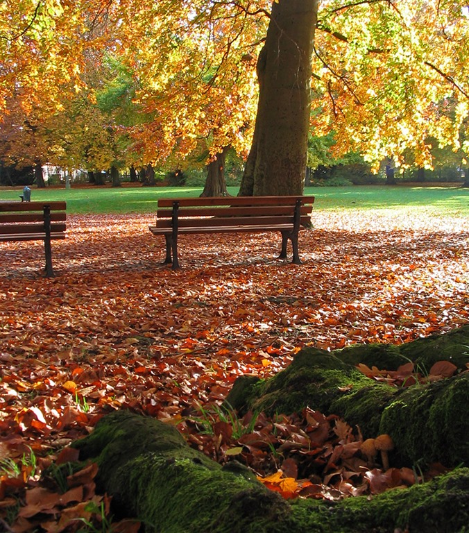 Laub_im_Stadtpark.jpg