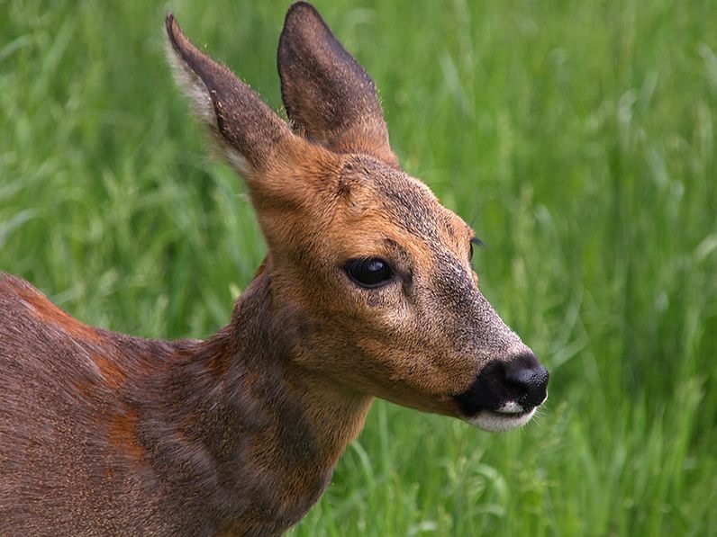 Kopf_eines_Rehs_Capreolus_capreolus.jpg
