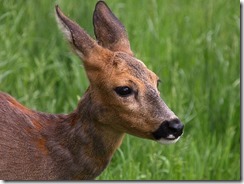 Kopf_eines_Rehs_Capreolus_capreolus_thumb.jpg