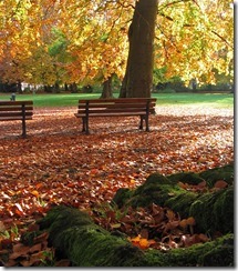 Laub_im_Stadtpark_thumb.jpg