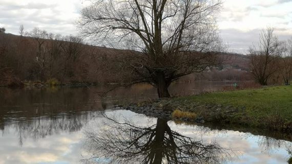 Die Bäume fallen Die Bäume fallen
