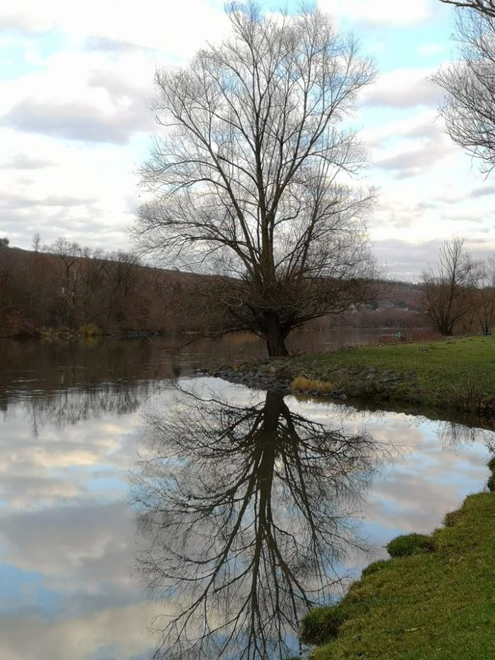Die Bäume fallen Die Bäume fallen